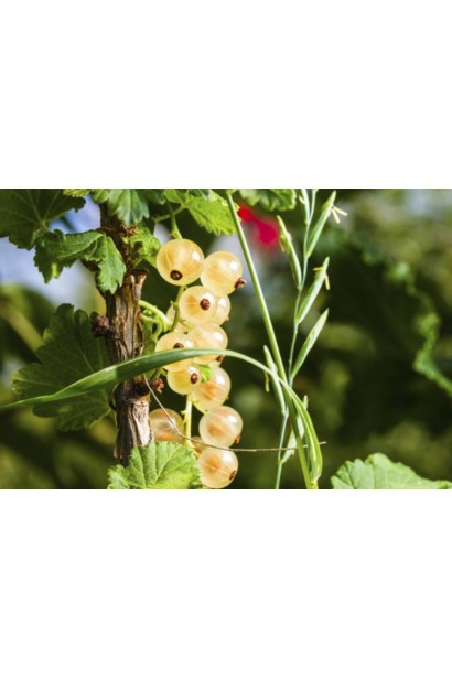 Смородины сорта White Hollander – полупрозрачные кремовые ягоды